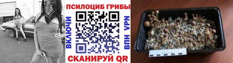 Галлюциногенные грибы Psilocybe  Сусуман 